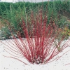 Cornus ALBA 'SIBERICA'