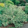 Cornus ALBA 'SIBERICA VARIEGATA'