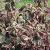 Cornus ALBA 'SIBERICA VARIEGATA' dettaglio in autunno