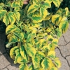 Cornus FLORIDA 'RAINBOW'