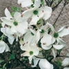 Cornus FLORIDA 'RAINBOW' dettaglio fiori