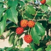 Cornus KOUSA 'NICOLE' dettaglio frutti