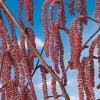 Corylus AVELLANA 'ROTE ZELLERNUSS' dettaglio amamenti decorativi