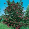 Crataegus LAEVIGATA 'PAUL'S SCARLET'