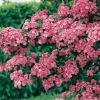 Crataegus LAEVIGATA 'PAUL'S SCARLET' dettaglio fiori