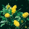 Cytisus BATTANDIERI = ARGYROCYTISUS BATTANDIERI dettaglio arbusto