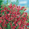 Cytisus SCOPARIUS 'BOSKOOP RUBY'