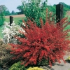 Cytisus SCOPARIUS 'LA COQUETTE'