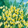 Cytisus SCOPARIUS 'LUNA'