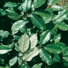 Elaeagnus x EBBINGEI dettaglio fogliame