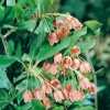 Enkianthus CAMPANULATUS var. PALIBINII dettaglio arbusto