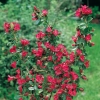 Escallonia 'PRIDE OF DONARD' dettaglio arbusto