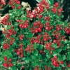 Escallonia 'RED DREAM'