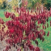 Euonymus GRANDIFLORUS 'RED WINE' = ATROPURPUREUS var. CHEATUMI