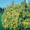 Euonymus JAPONICUS 'AUREOMARGINATUS'