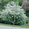 Exochorda RACEMOSA