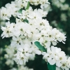 Exochorda RACEMOSA dettaglio arbusto