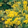 Genista PORLOCK dettaglio arbusto