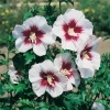 Hibiscus SYRIACUS 'HELENA' a fiori semplici