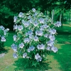 Hibiscus SYRIACUS 'OISEAU BLEU' a fiori semplici