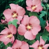 Hibiscus SYRIACUS PINK GIANT ®  a fiori semplici