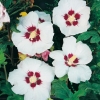 Hibiscus SYRIACUS 'RED HEART' a fiori semplici