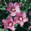 Hibiscus SYRIACUS 'ROSALBANE' a fiori semplici
