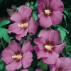Hibiscus SYRIACUS RUSSIAN VIOLET ®  'Floru' a fiori semplici