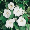 Hibiscus SYRIACUS 'WILLIAM R. SMITH' a fiori semplici