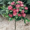 Hibiscus SYRIACUS 'WOODBRIDGE' a fiori semplici