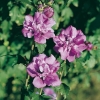 Hibiscus SYRIACUS 'ARDENS' a fiori doppi