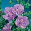 Hibiscus SYRIACUS LAVANDER CHIFFON 'Notwoodone'