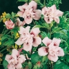 Hibiscus SYRIACUS 'LEOPOLDII'