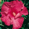 Hibiscus SYRIACUS 'SOUVENIR DE CHARLES BRETON'