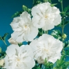 Hibiscus SYRIACUS WHITE CHIFFON 'Notwoodtwo'