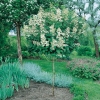 Hydrangea PANICULATA 'TARDIVA' ad alberello