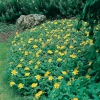 Hypericum CALYCINUM