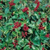 Ilex AQUIFOLIUM 'ALASKA'