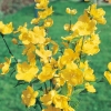 Kerria JAPONICA 'GOLDEN GUINEA' dettaglio fiori