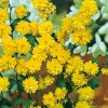 Kerria JAPONICA 'PLENIFLORA' dettaglio fiori