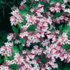 Kolkwitzia AMABILIS 'PINK CLOUD' dettaglio fiori