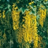 Laburnum x WATERERI 'VOSSII' dettaglio fioritura