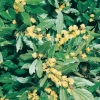 Laurus NOBILIS dettaglio foglie e frutti