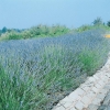 Lavandula ANGUSTIFOLIA