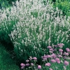 Lavandula ANGUSTIFOLIA 'EDELWEISS'