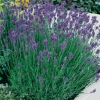 Lavandula ANGUSTIFOLIA 'MUNSTEAD'