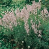 Lavandula ANGUSTIFOLIA 'ROSEA'