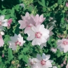 Lavatera 'BARNSLEY' dettaglio fiori