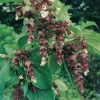 Leycesteria FORMOSA dettaglio arbusto