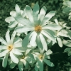 Magnolia STELLATA dettaglio fiori